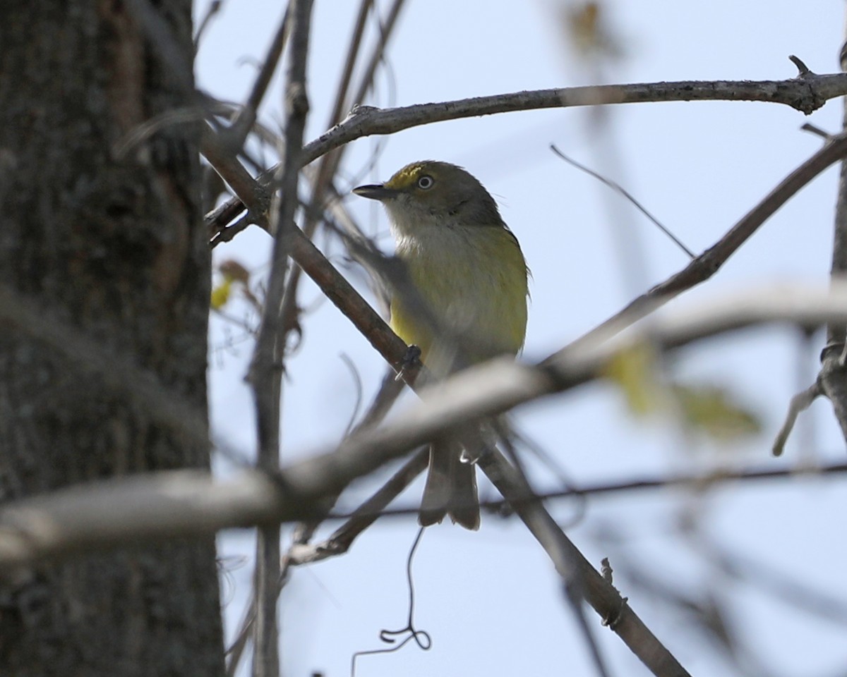 White-eyed Vireo - Susan Burkhart