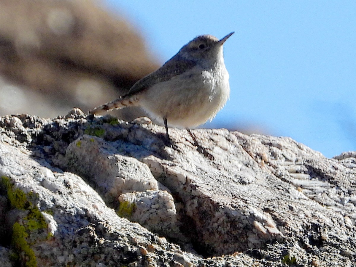 Troglodyte des rochers - ML617922281