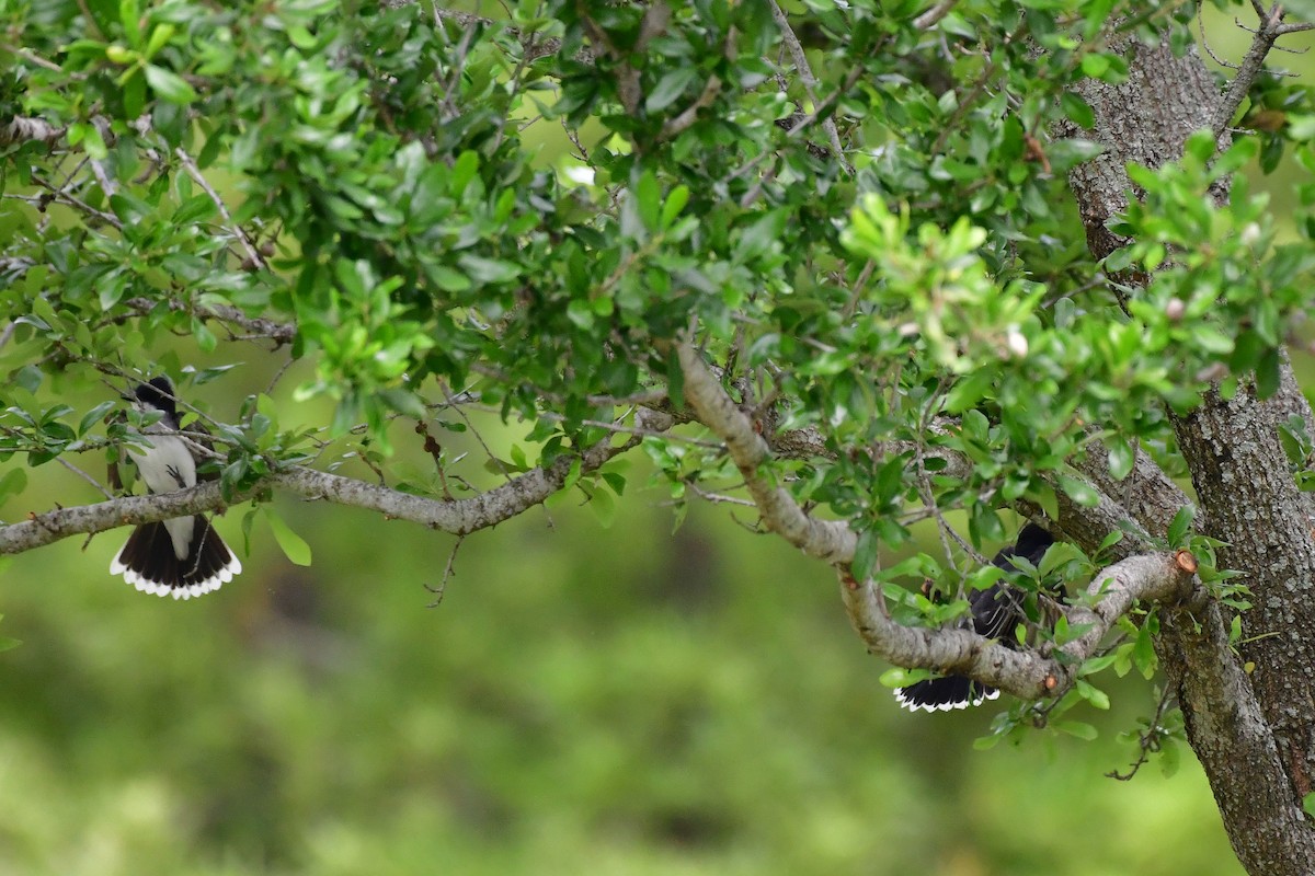 Eastern Kingbird - Cristine Van Dyke