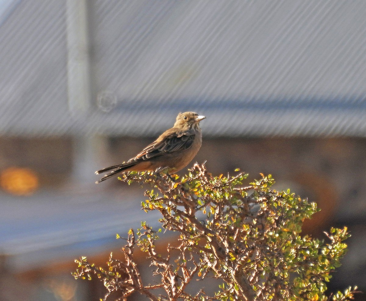 Great Shrike-Tyrant - Sebastian Otero