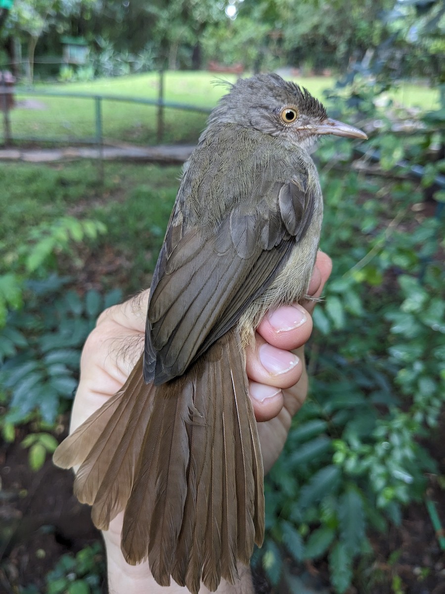 Gray-olive Greenbul - Adrian Hinkle