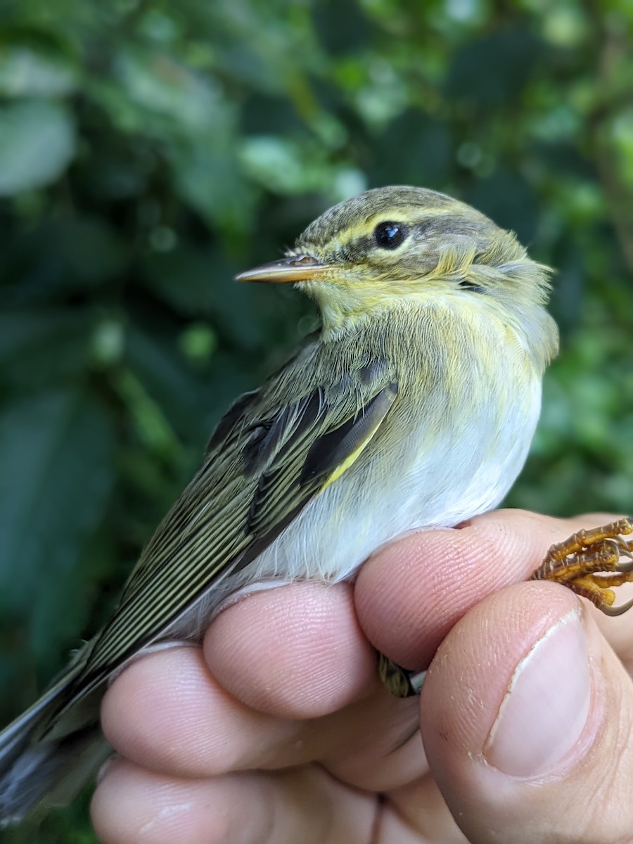 Willow Warbler - Adrian Hinkle