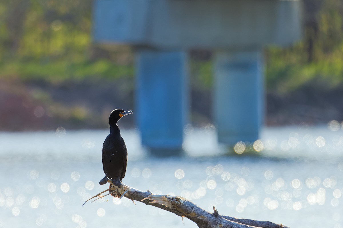 Double-crested Cormorant - Darry W.