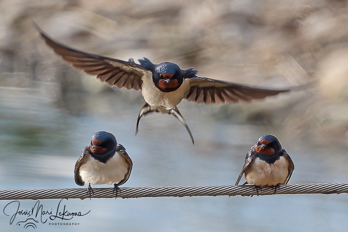 Barn Swallow - ML617922396