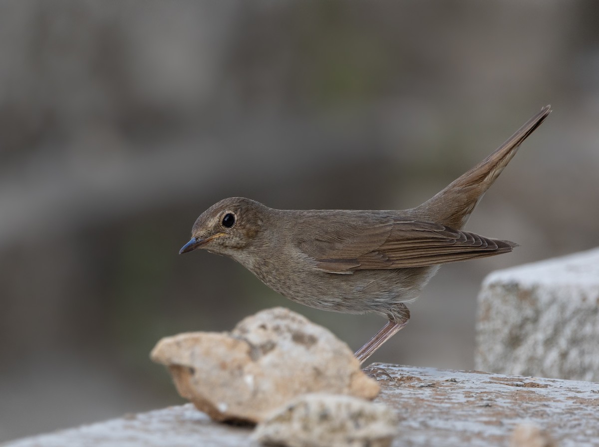 Thrush Nightingale - ML617922427