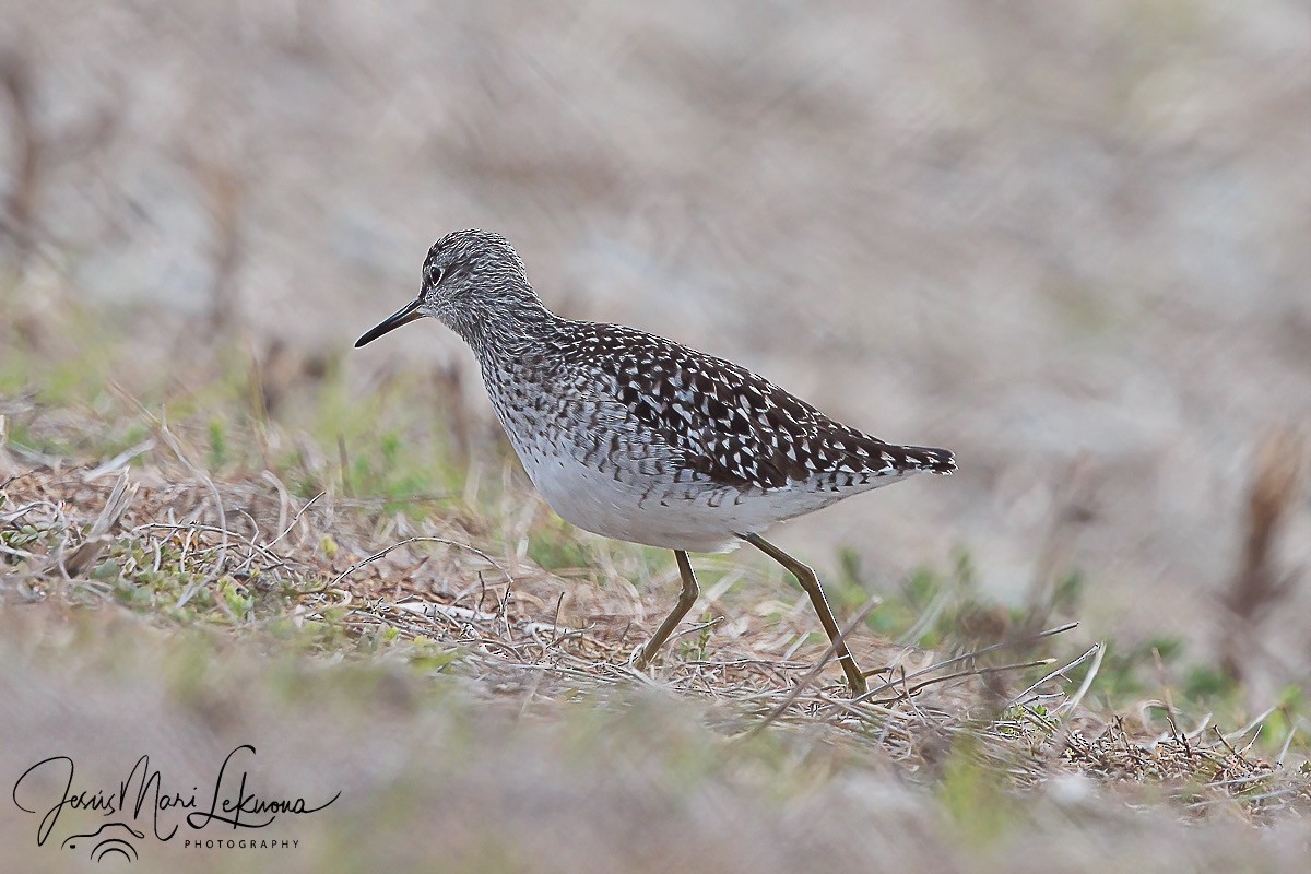 Wood Sandpiper - Jesús Mari Lekuona Sánchez