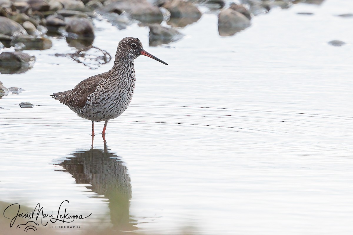 Common Redshank - ML617922436