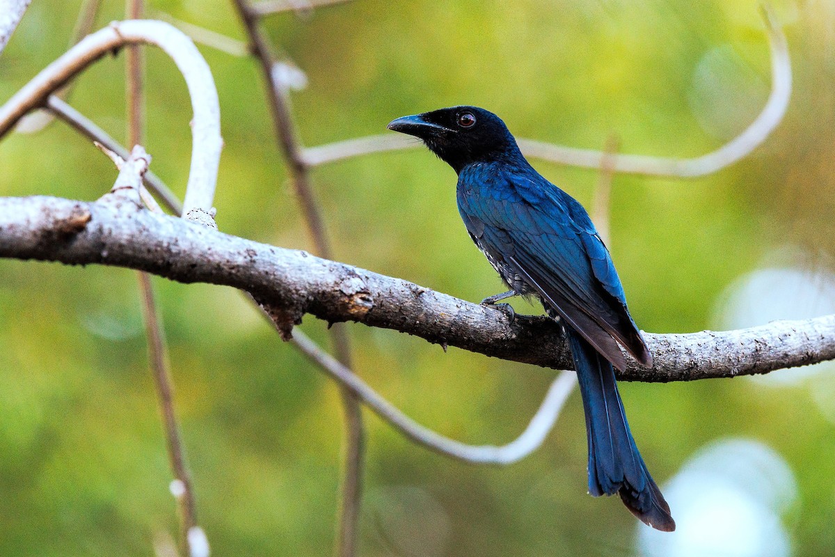 Crow-billed Drongo - 独行虾 Bird.soong