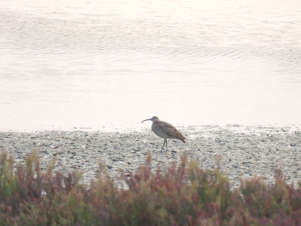 Regenbrachvogel - ML617922465