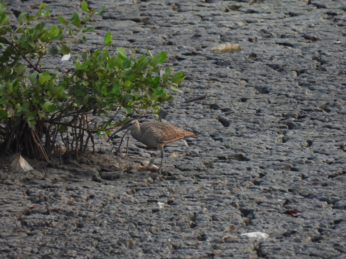 Regenbrachvogel - ML617922466