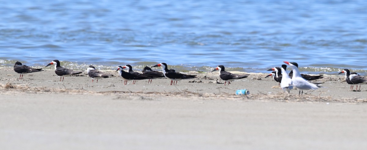 Black Skimmer - Matt Conn