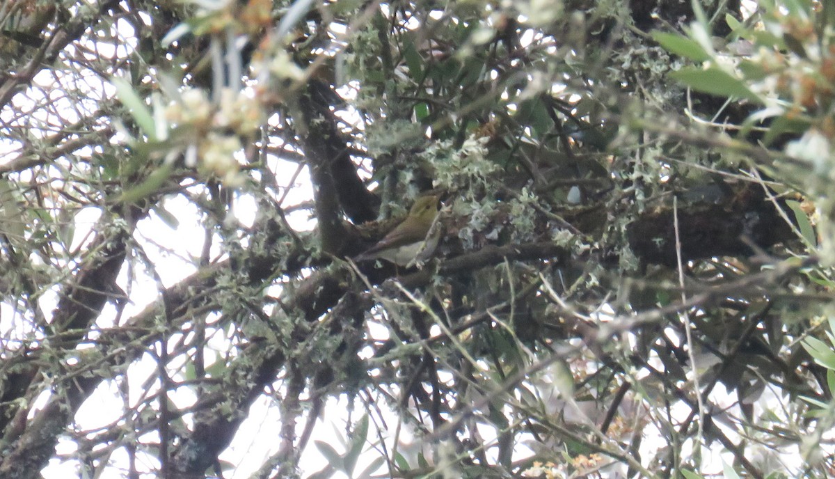 Wood Warbler - Miguel  Berkemeier