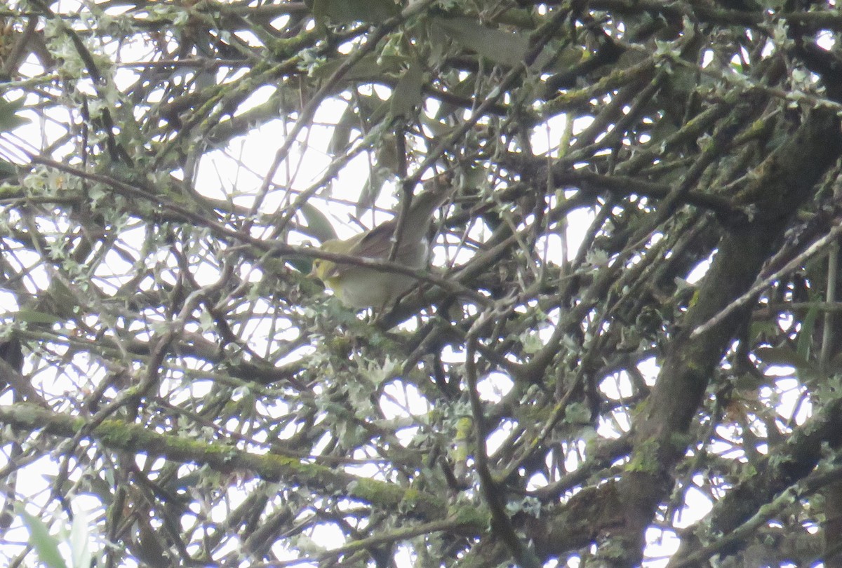 Wood Warbler - ML617922496