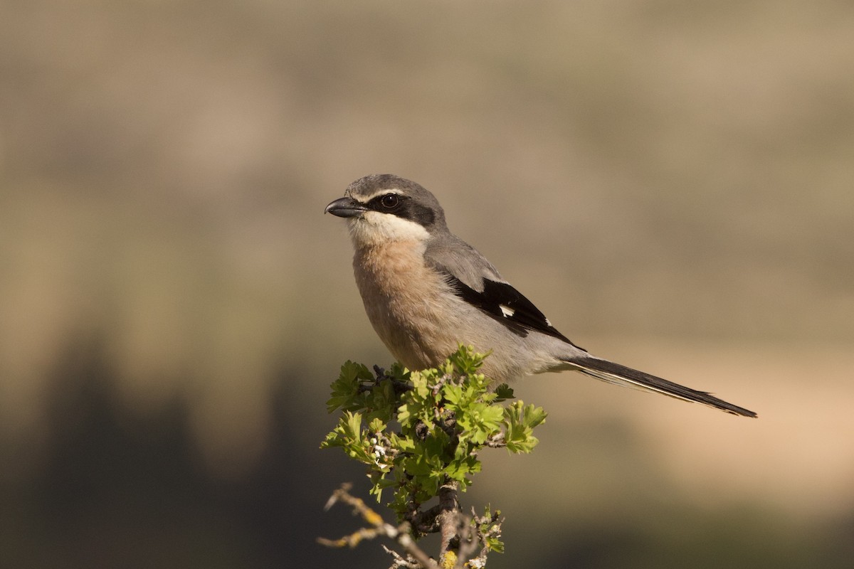 Iberian Gray Shrike - John Bruin