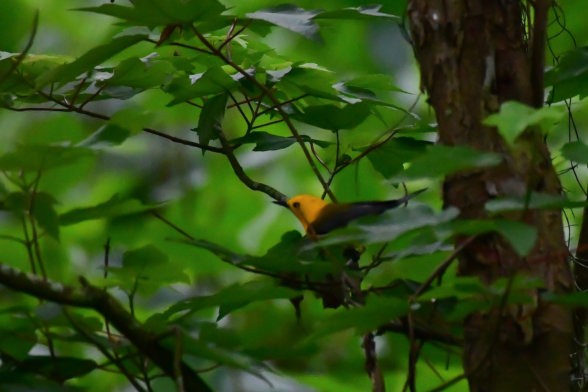Prothonotary Warbler - Cristine Van Dyke