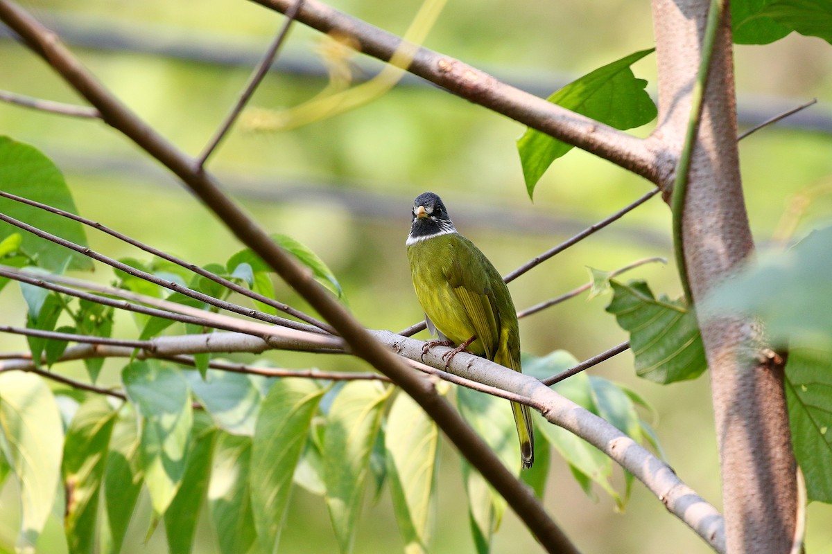 Collared Finchbill - ML617922520