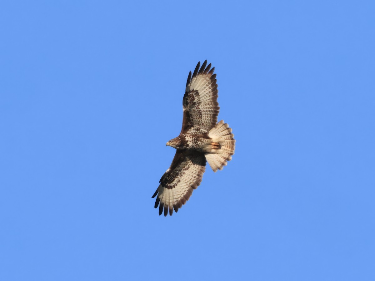 Common Buzzard - ML617922553