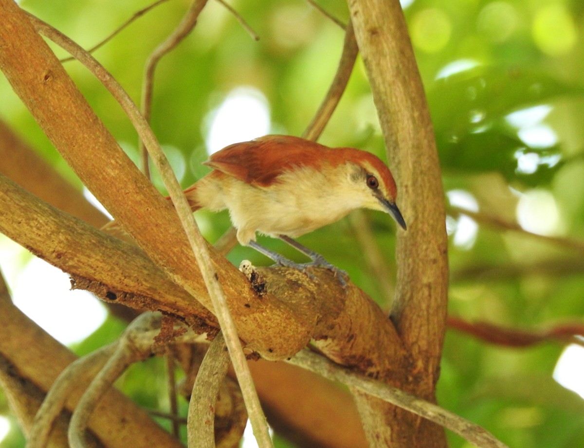 Tocantins Spinetail (undescribed form) - Marcelo Lisita Junqueira
