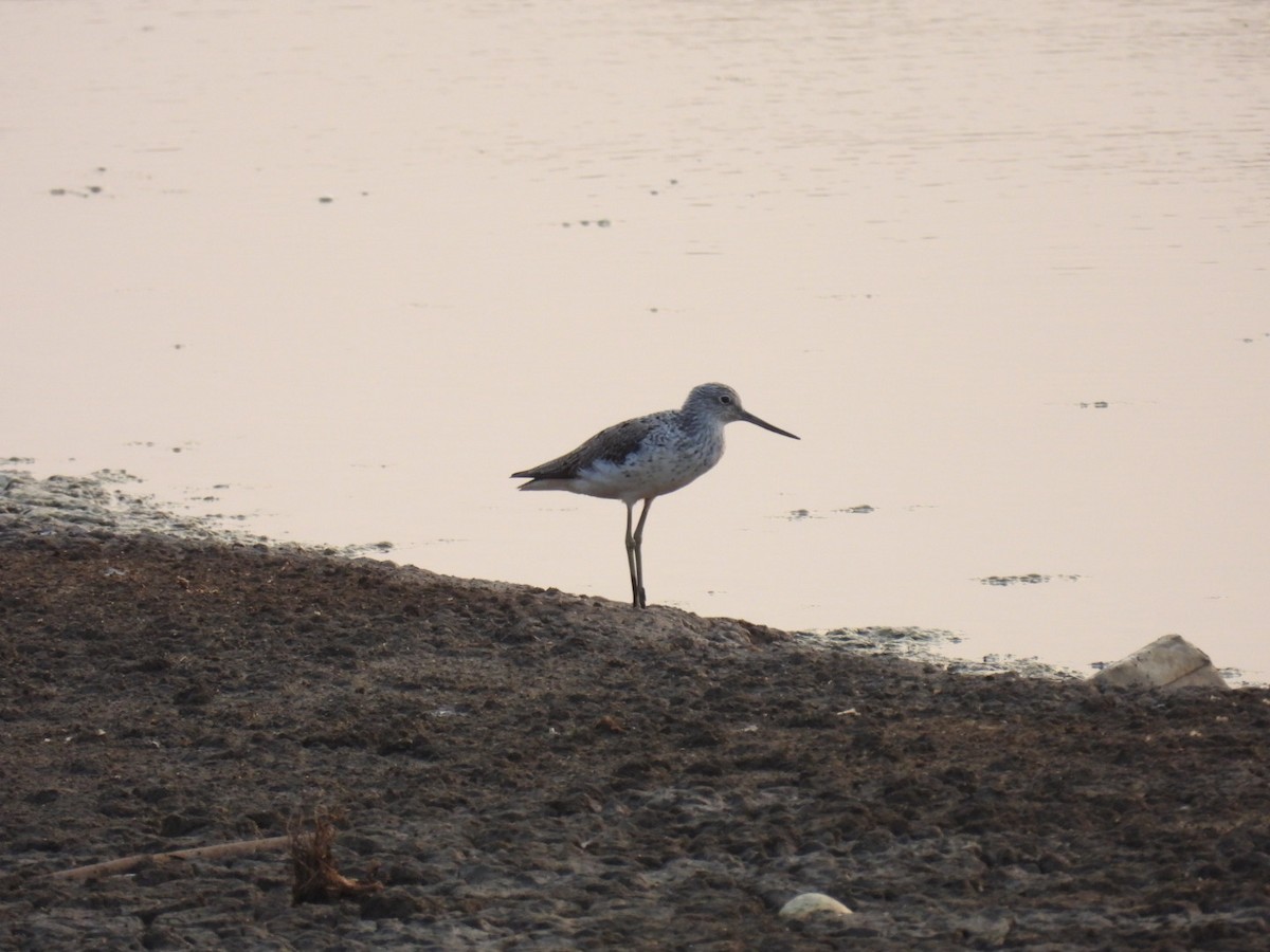 Marsh Sandpiper - ML617922570