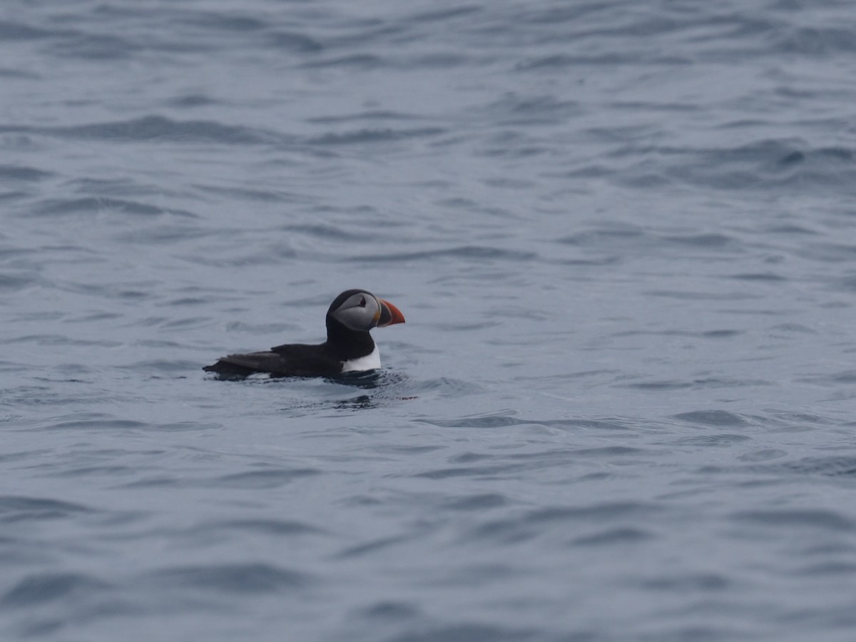 Atlantic Puffin - ML617922574