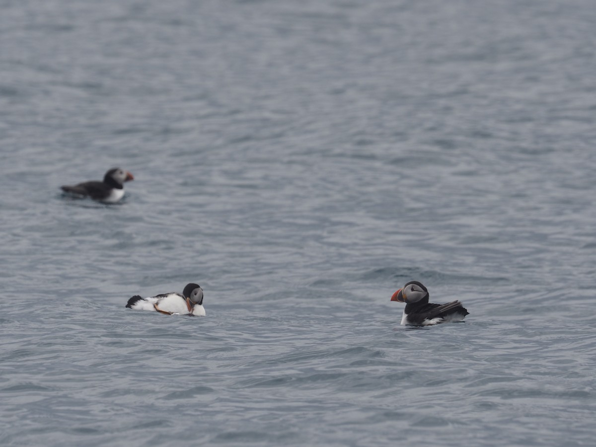 Atlantic Puffin - ML617922575