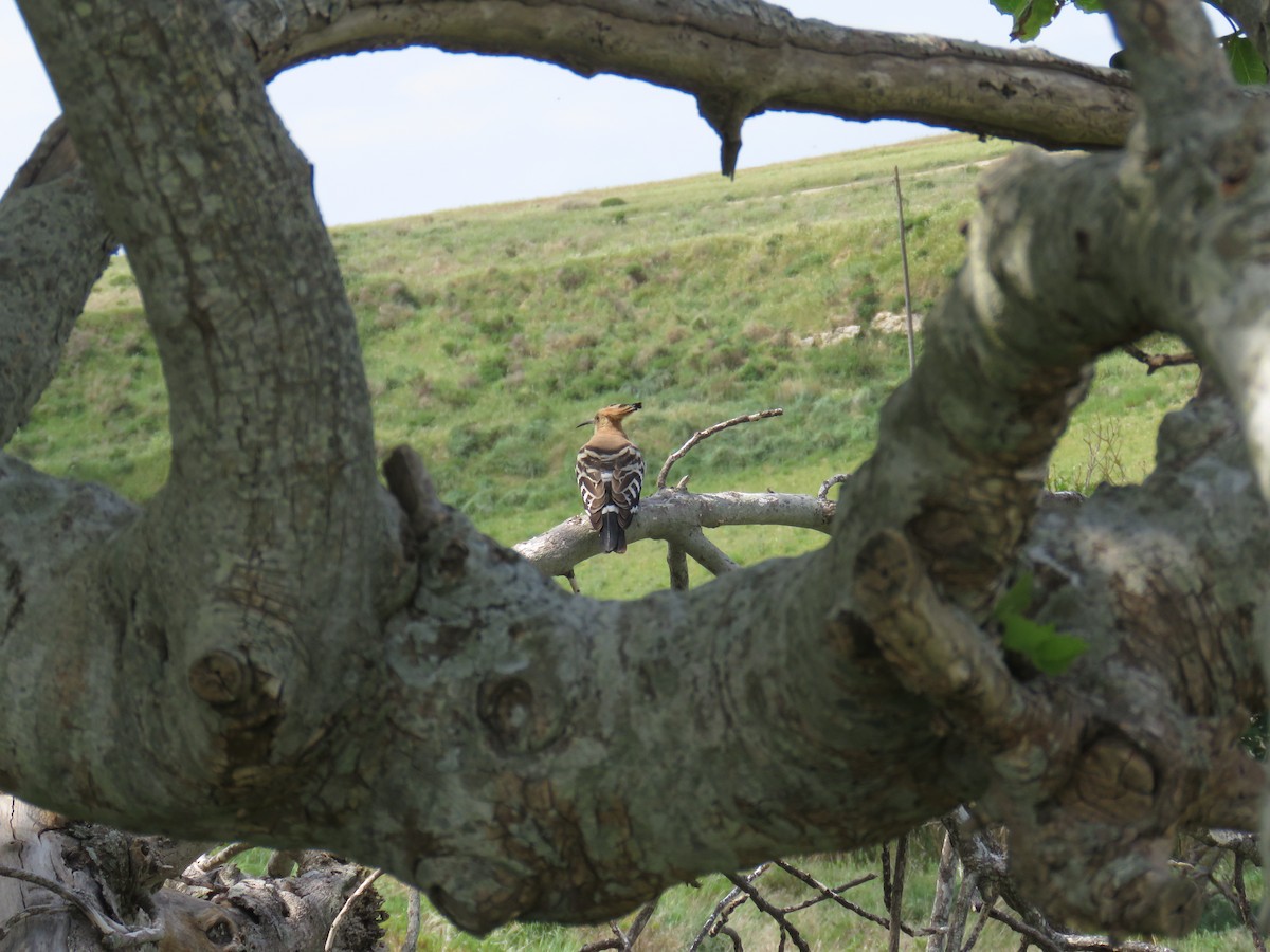 Eurasian Hoopoe - ML617922579