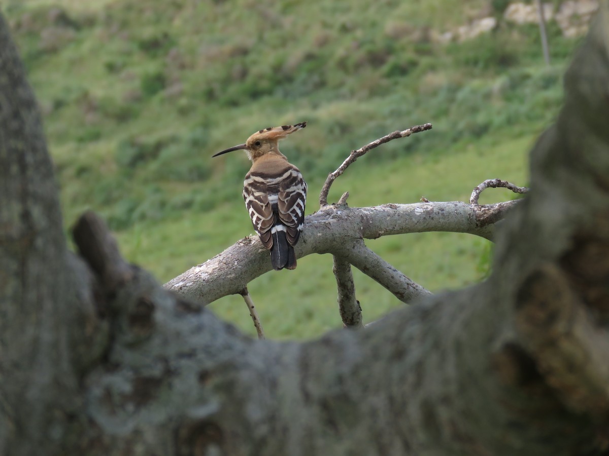 Eurasian Hoopoe - ML617922580