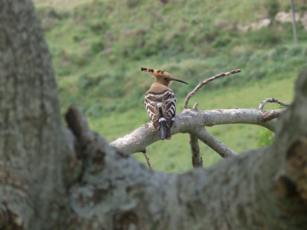 Eurasian Hoopoe - ML617922581