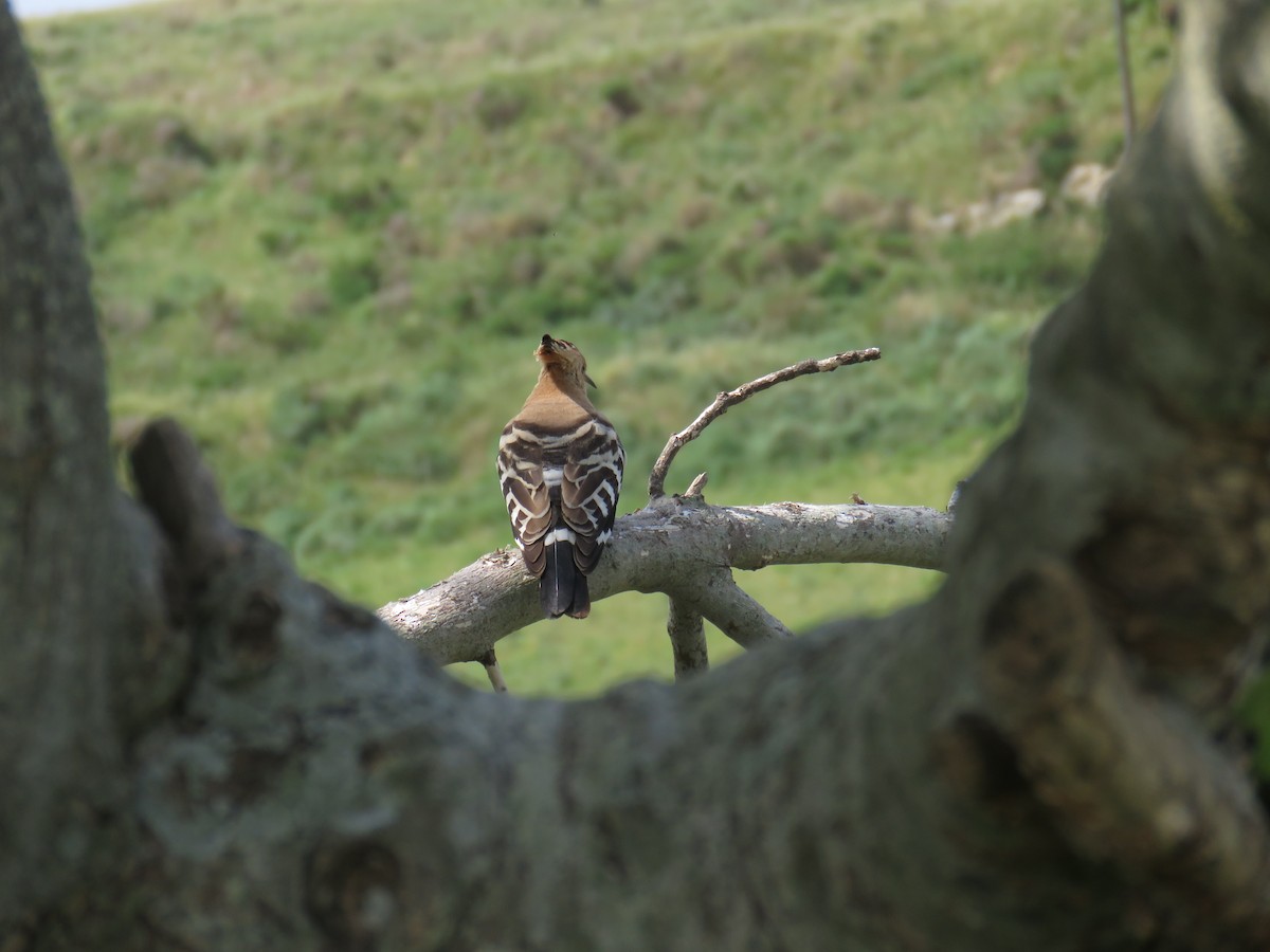 Eurasian Hoopoe - ML617922583