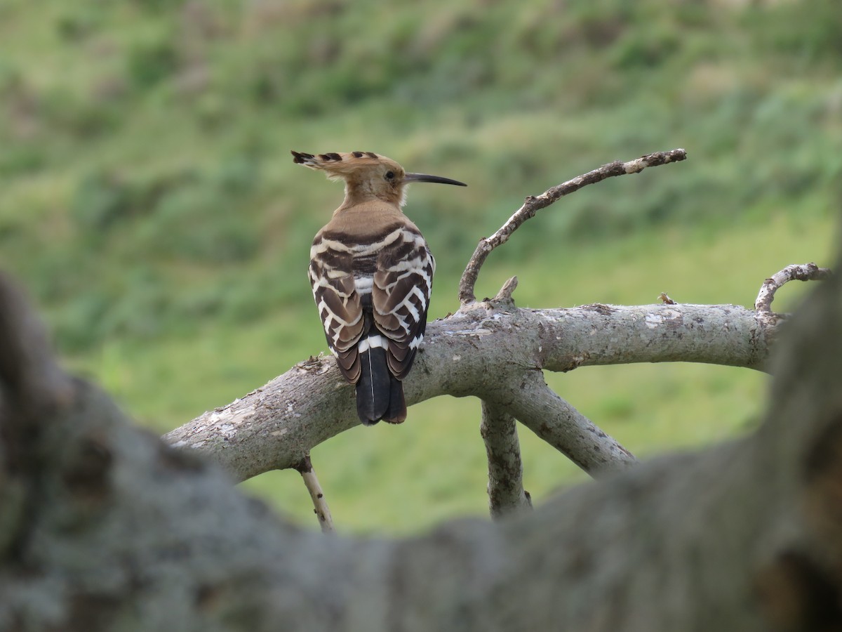 Eurasian Hoopoe - Miguel  Berkemeier