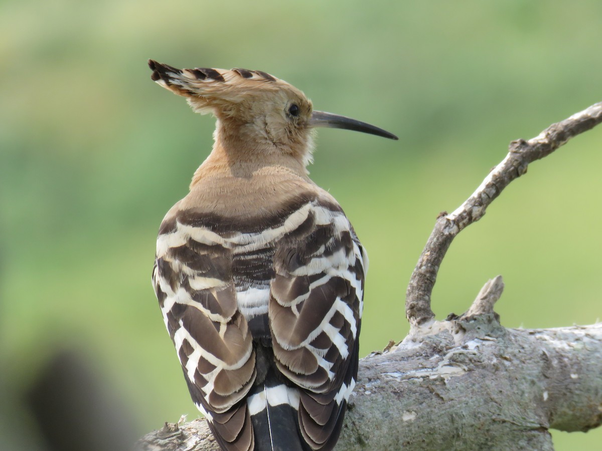 Eurasian Hoopoe - ML617922586