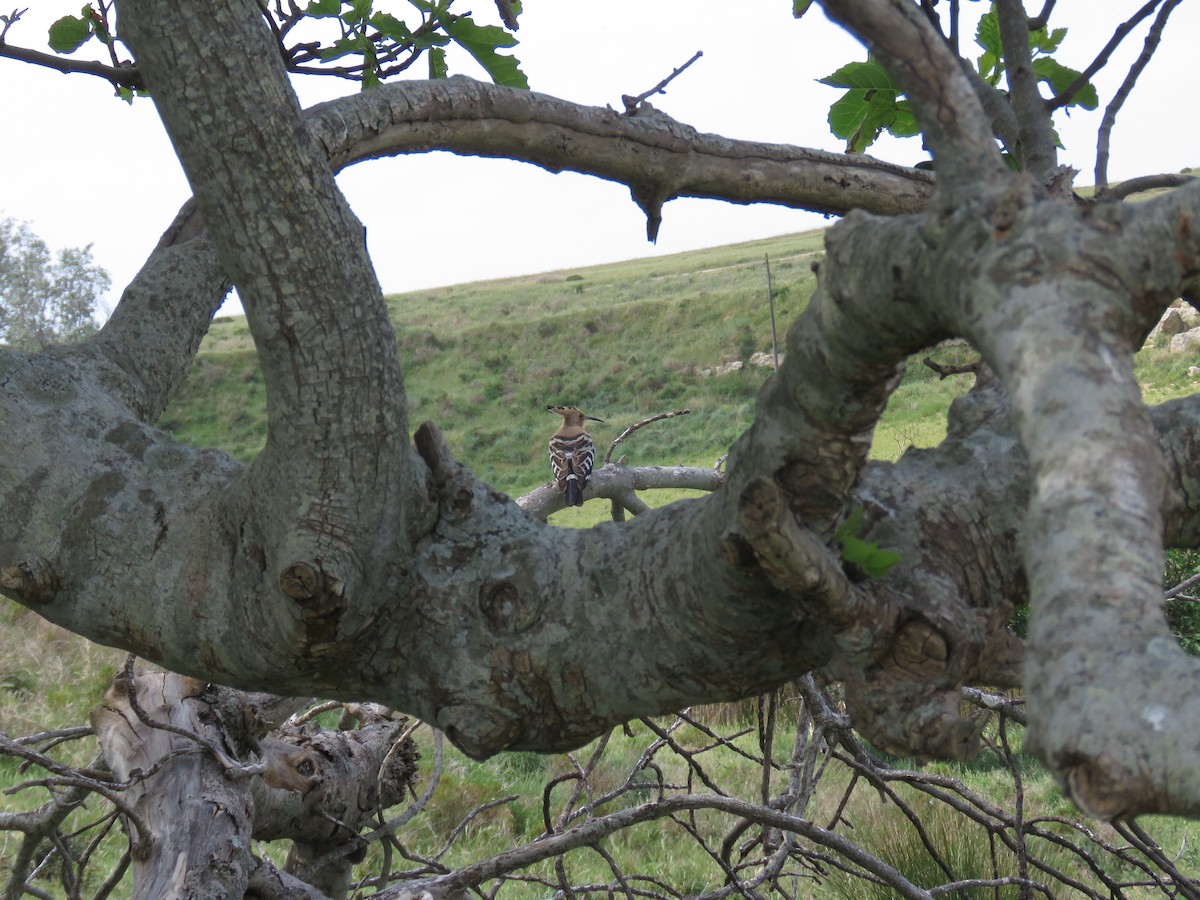 Eurasian Hoopoe - ML617922587