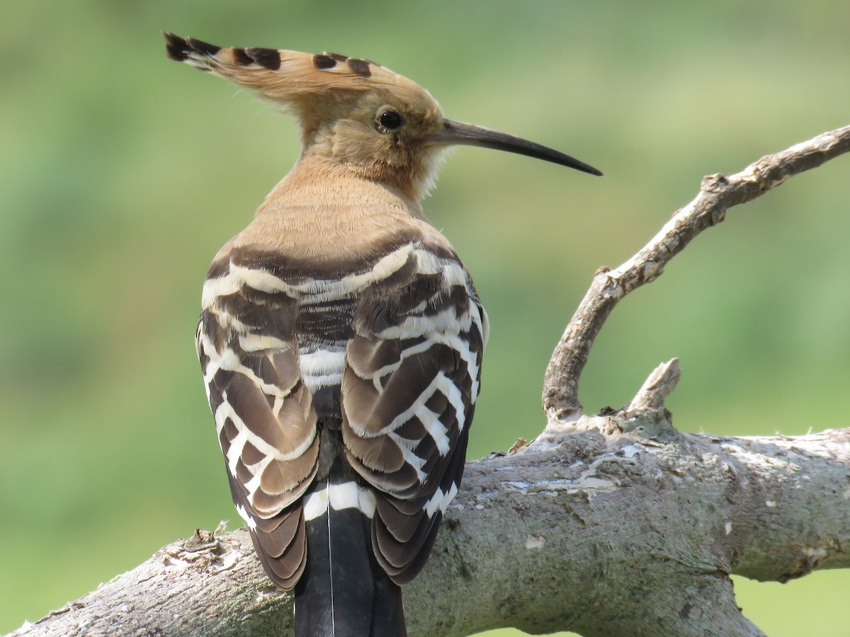 Eurasian Hoopoe - ML617922588