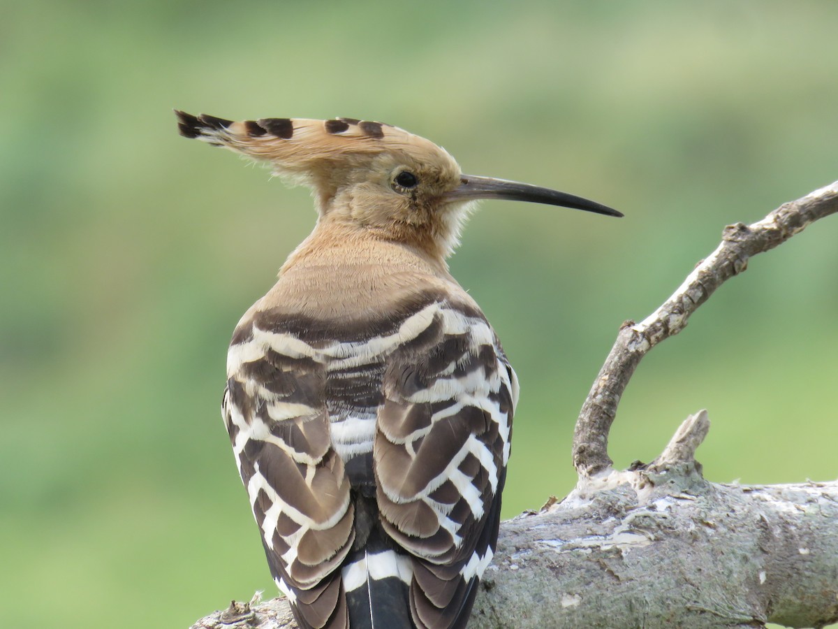 Eurasian Hoopoe - Miguel  Berkemeier