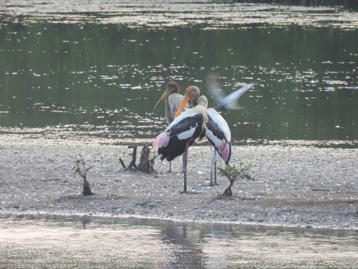 Painted Stork - ML617922597