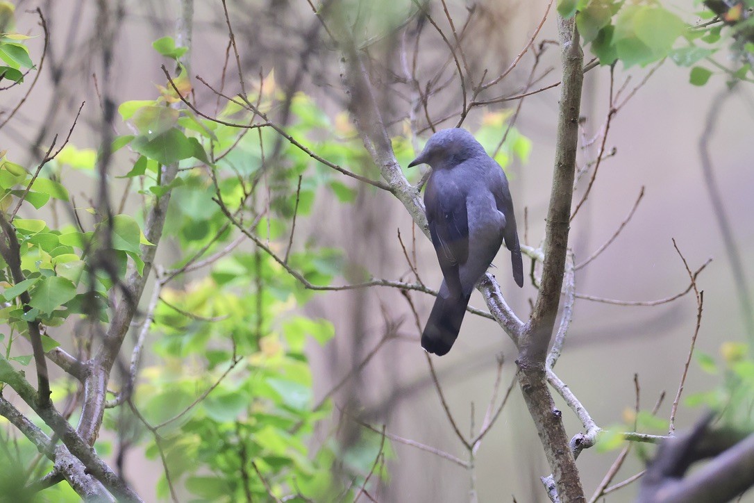 Black-winged Cuckooshrike - ML617922630