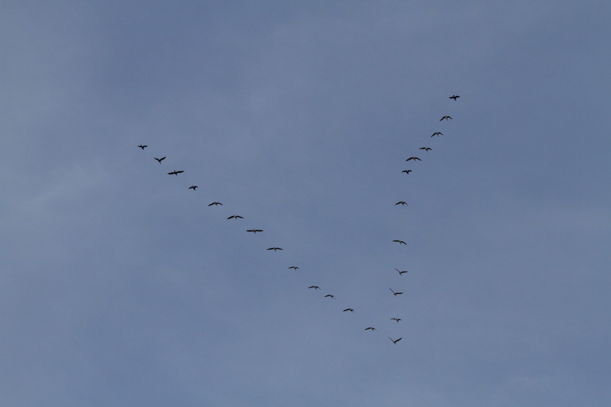 Greater White-fronted Goose - ML617922652