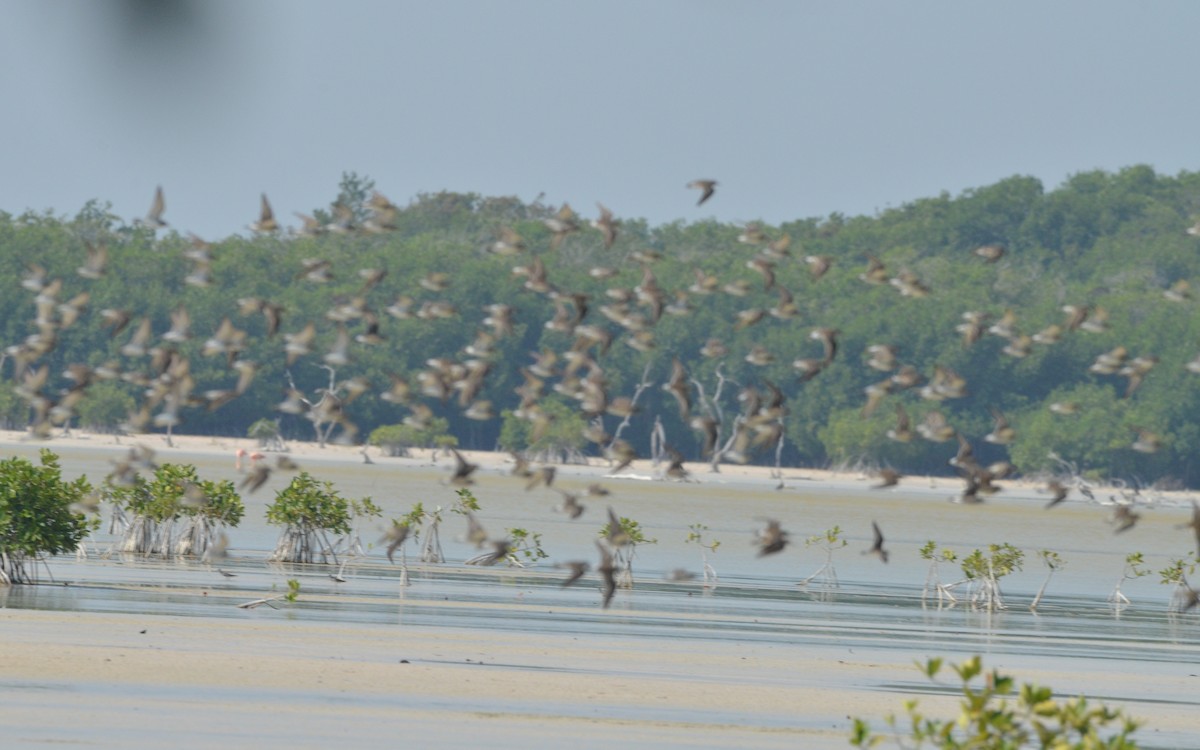 White-rumped Sandpiper - Ramón  Trinchan Guerra