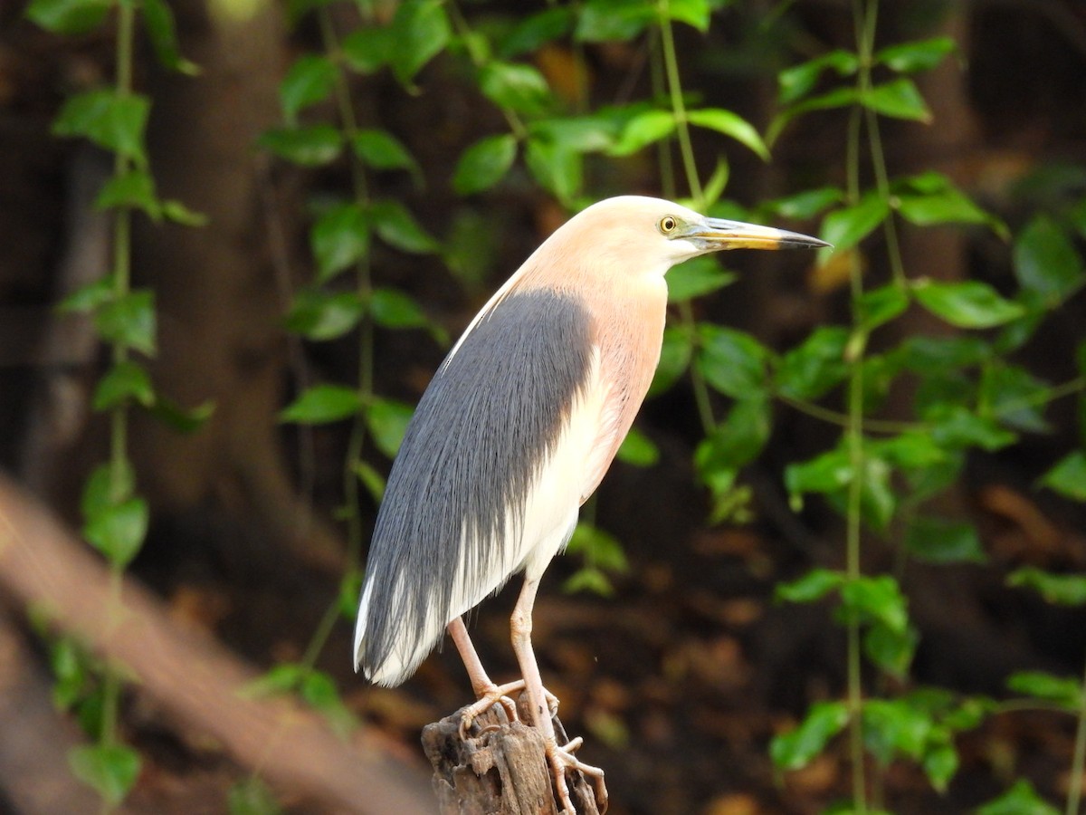 Javan Pond-Heron - ML617922725