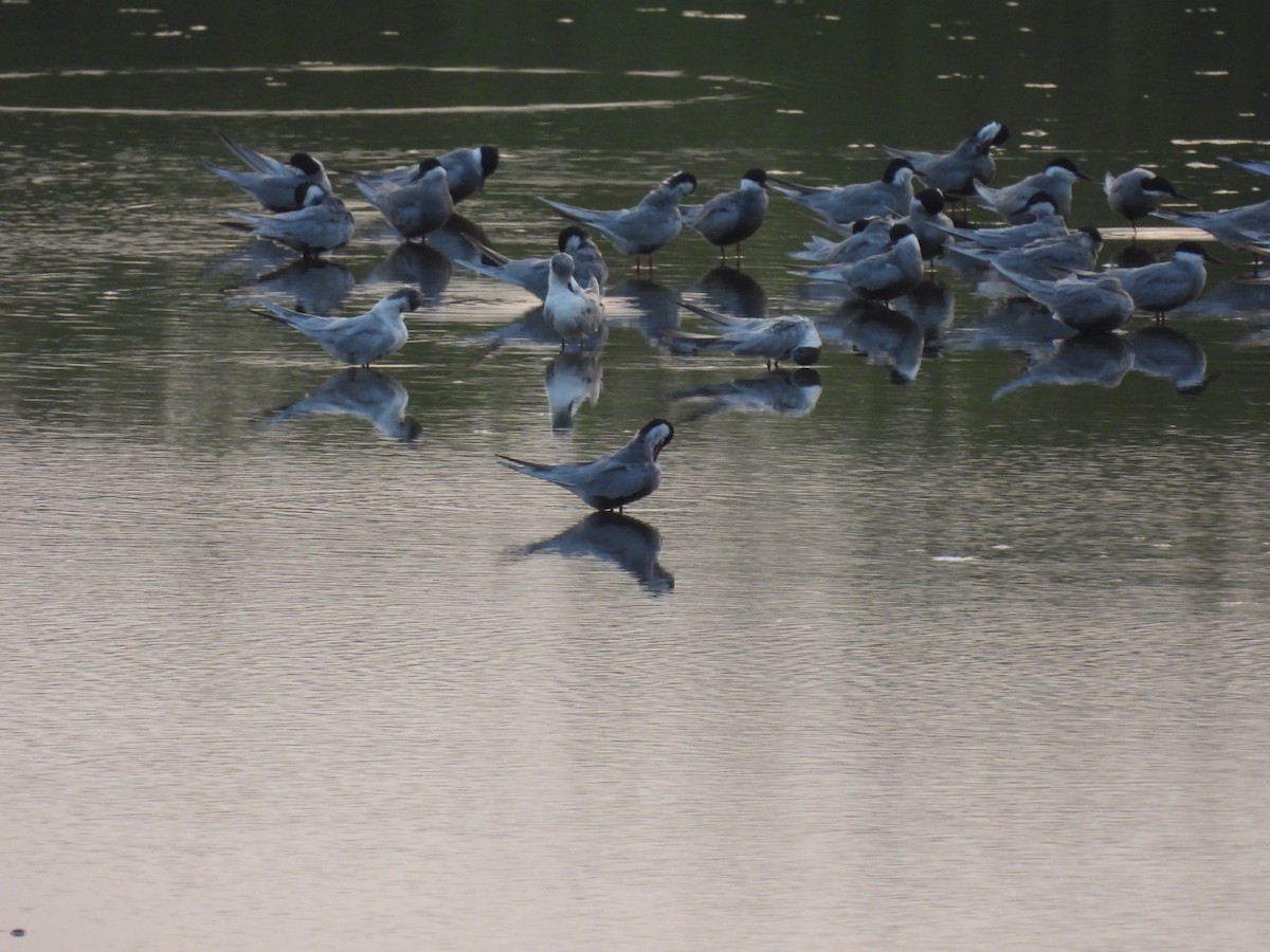 Whiskered Tern - ML617922734