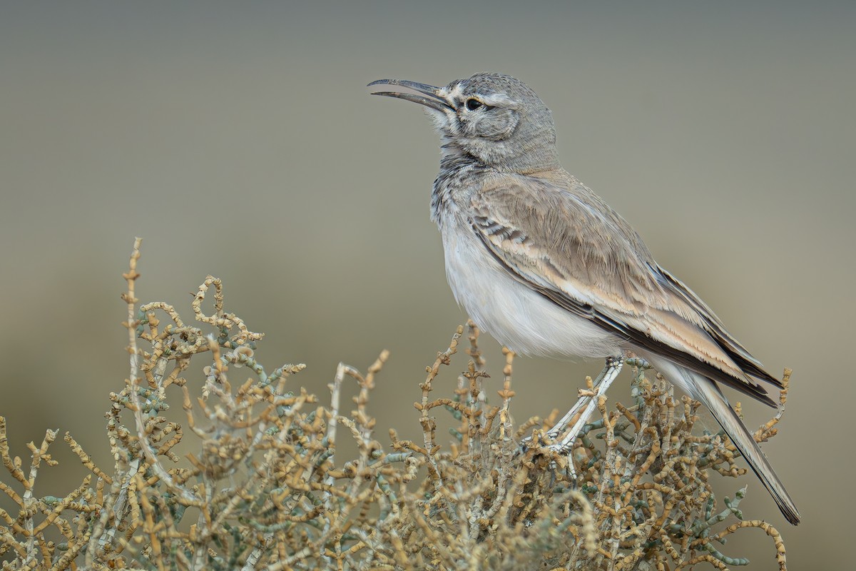 Greater Hoopoe-Lark (Mainland) - ML617922776