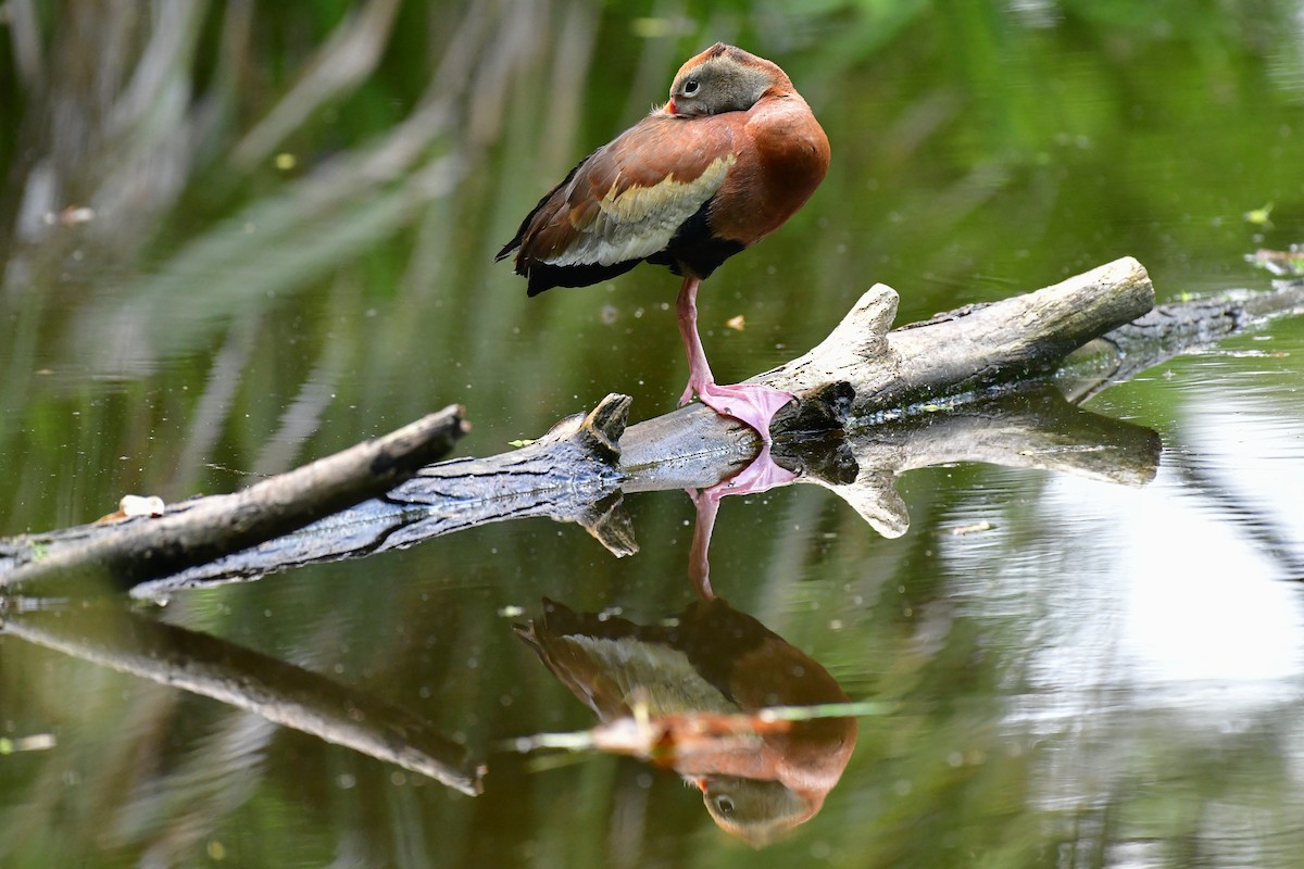 Black-bellied Whistling-Duck - ML617922808