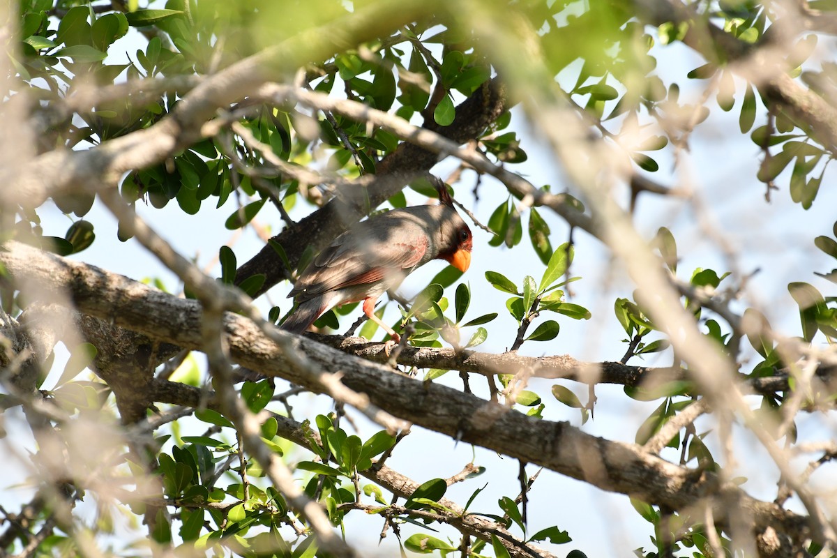 Pyrrhuloxia - Rachel  Adler