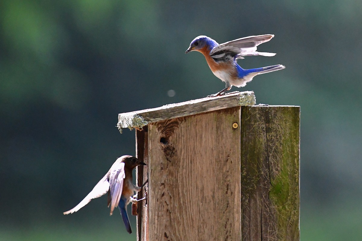 Eastern Bluebird - ML617922820