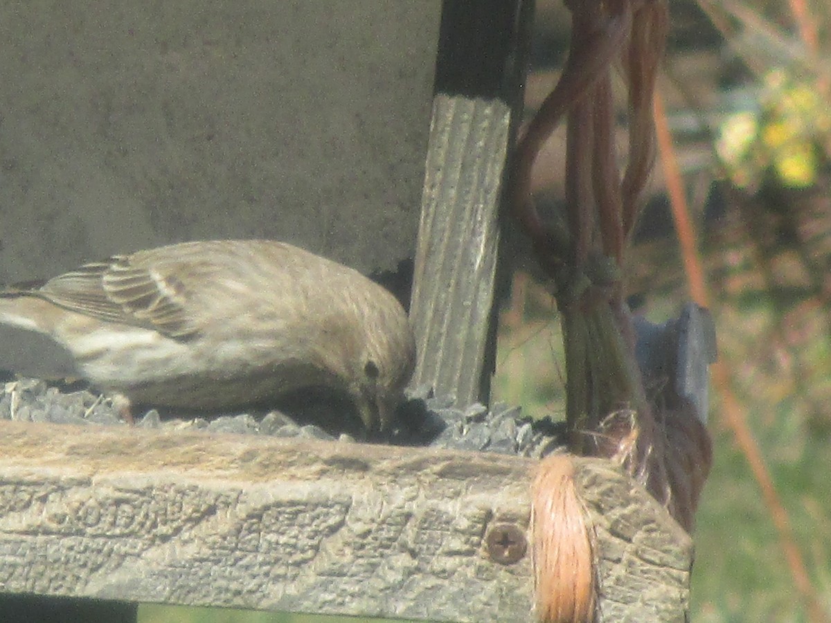 House Finch - Elliott Faye