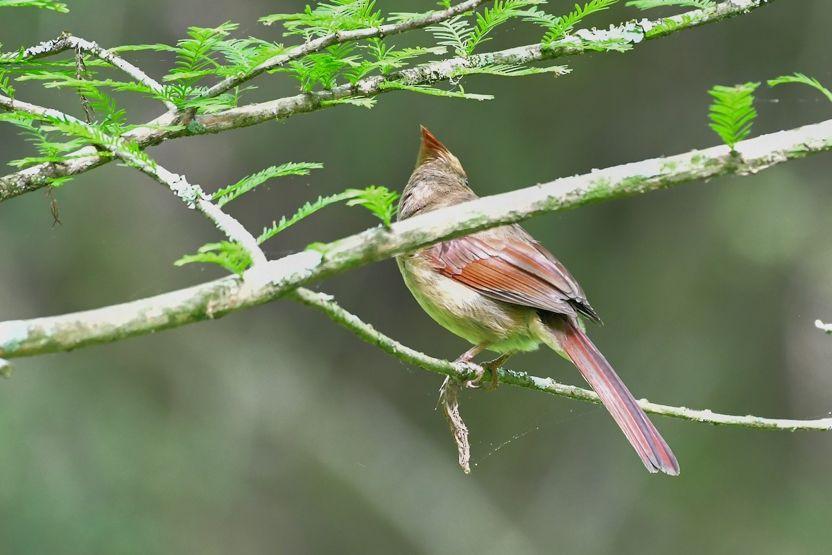 Northern Cardinal - ML617922829