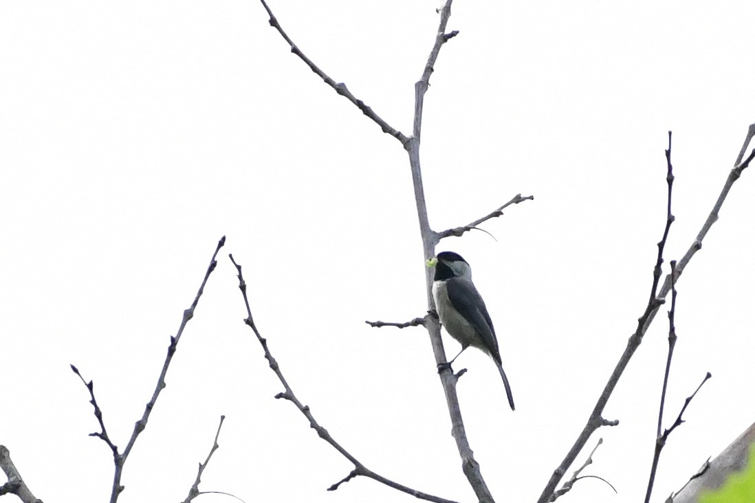 Carolina Chickadee - ML617922849