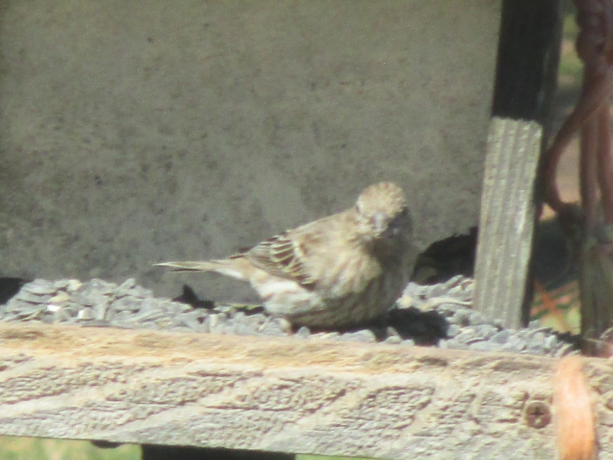 House Finch - Elliott Faye