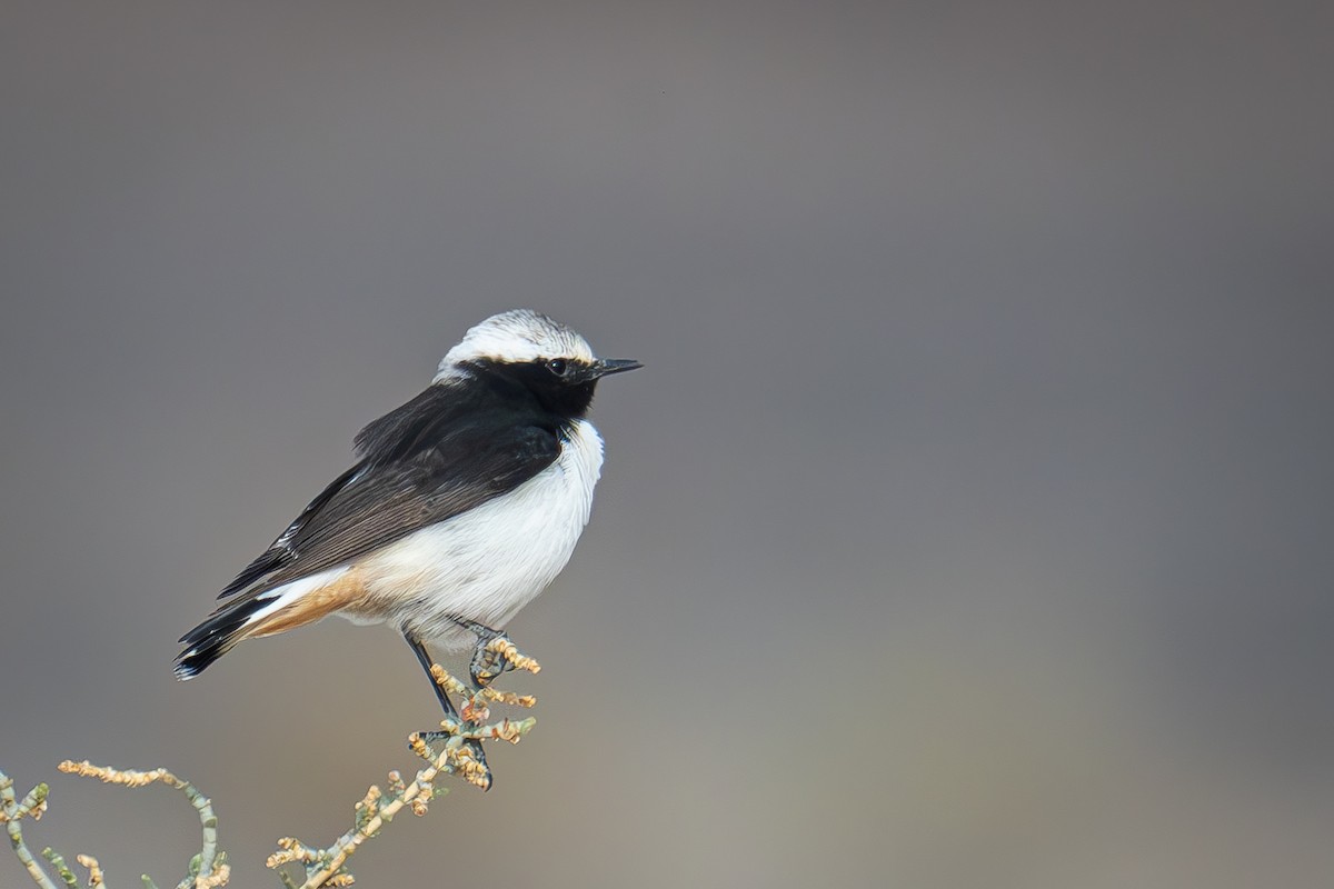 Mourning Wheatear (Mourning) - ML617922874