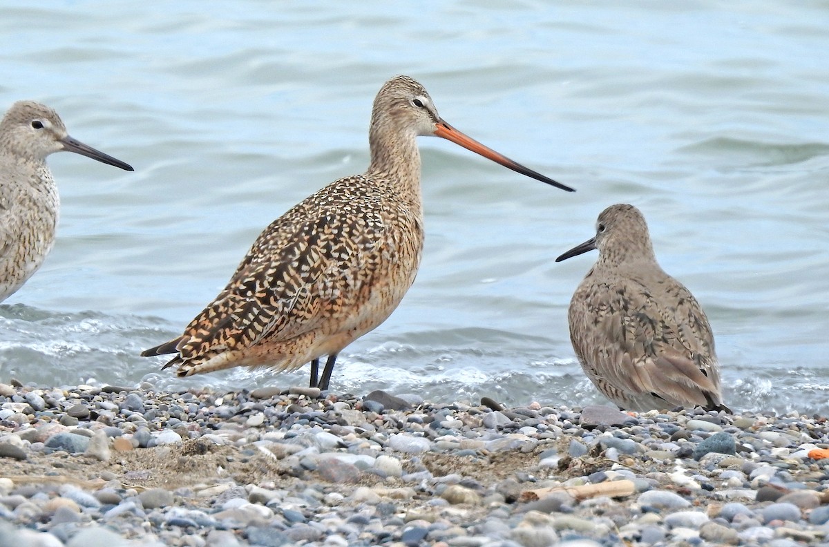 Marbled Godwit - ML617922890